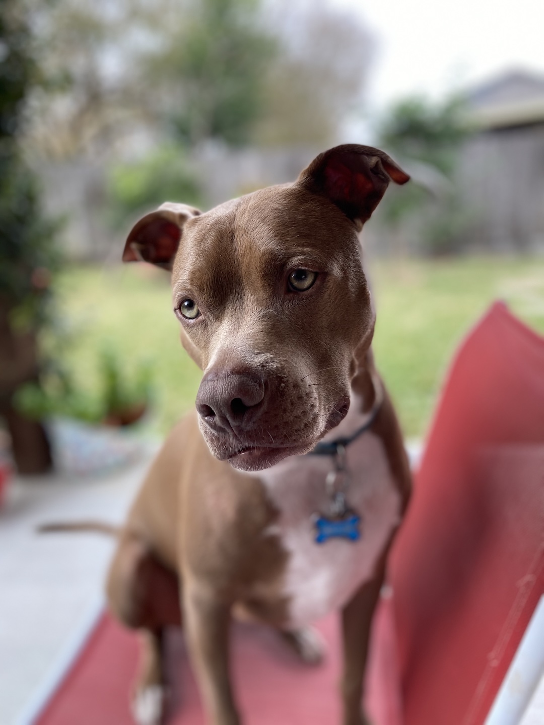 Astor